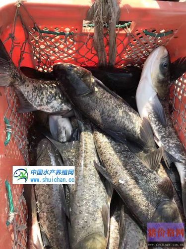 淡水鱼市场供求总体稳定 冷空气要来拉动消费了?