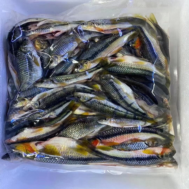 千岛湖野生溪水石斑鱼 红腹光唇鱼，新鲜活鱼现杀，品味淡水冷水的极致鲜甜