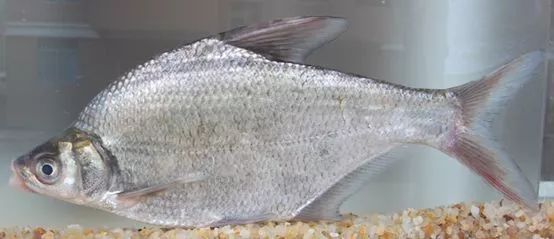 温州土生土长90种淡水鱼，第一种就不认识了……